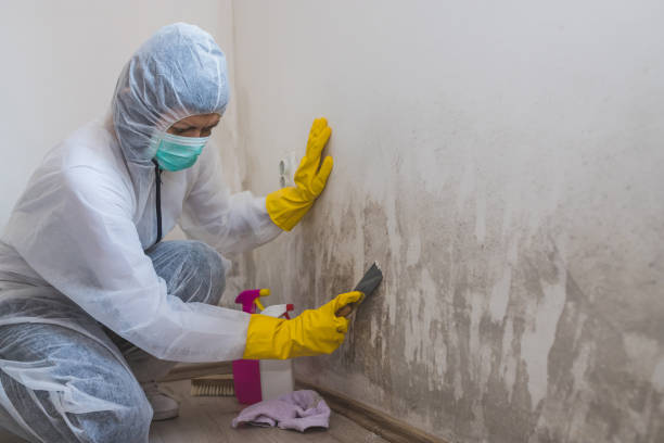 Biohazard Mold Removal in South Palm Beach, FL